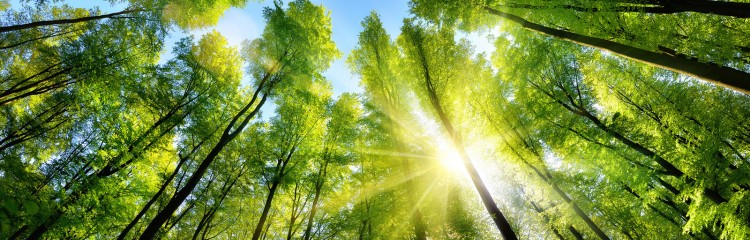 Role of an Environment Consultant and the need for environmental clearance for Industries