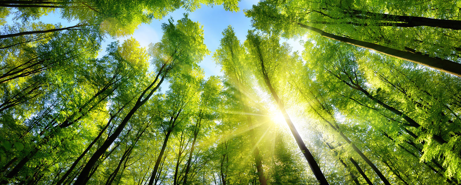 Role of an Environment Consultant and the need for environmental clearance for Industries